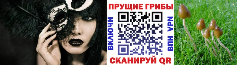 Псилоцибиновые грибы MAGIC MUSHROOMS  мега ссылка  Тында 